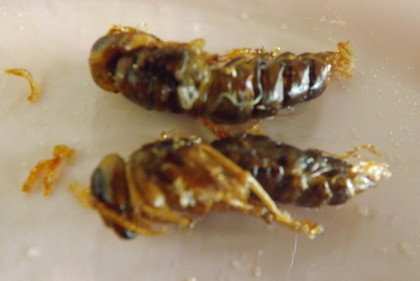 幼蜂兒（蜂の子の素揚げ）